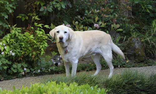 Bronco our yellow lab standing in front of a bush on a stone path