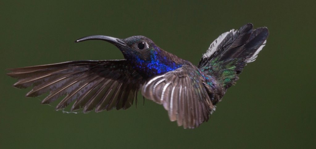 Close up of hummingbird with bright blue on its neck and a splash of bright green on its tail