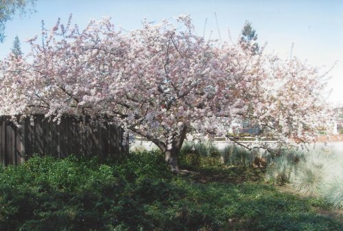 The cherry tree in the front yard of the author's childhood home in full bloom. 