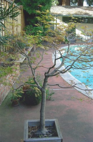 An almost bare maple tree in a wooden pot in the foreground; other plants in pots on the reddish concrete and a wooden bench. A small part of the bright blue pool can be seen on the right.