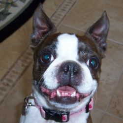 The author's black and white Boston Terrier, Hope