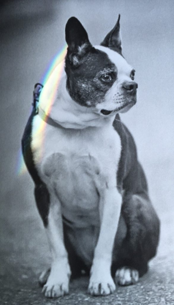Harmony, a black and white Boston terrier, sitting facing the camera and looking to her left