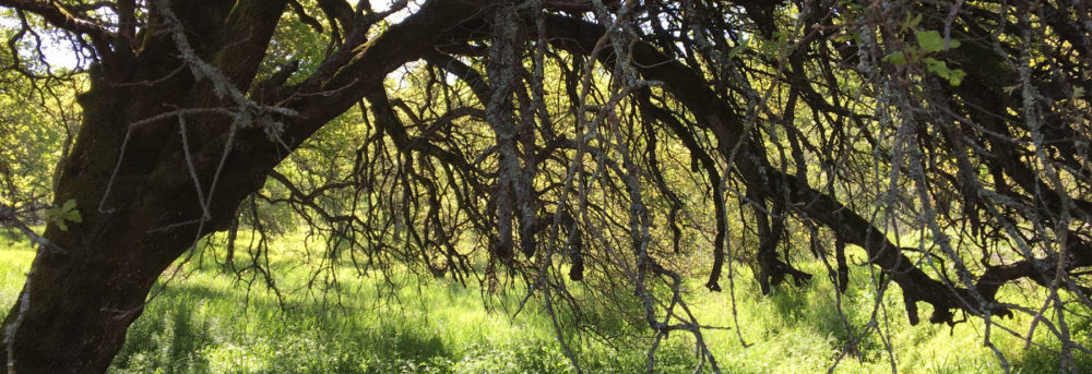 An oak tree in a grassy field