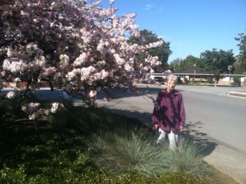 Mom at age 90 standing in the front yard of Hurst Avenue. The cherry tree her other gave her is to Mom's right, our left, and is in full bloom