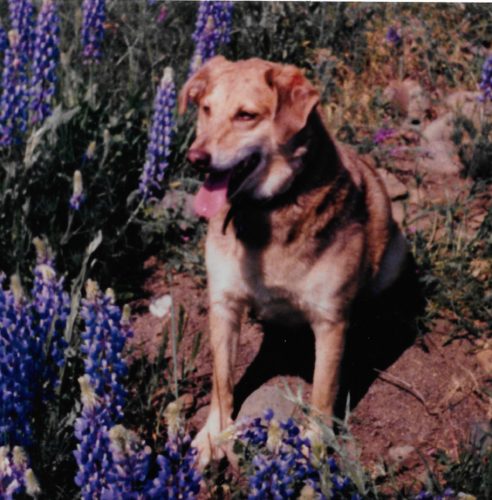 Cheyenne sitting in near purple lupin with her tongue hanging looking off to her right