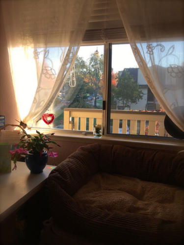 Tilly's window with the white lace curtains pulled back. A Christmas cactus with pink blooms is on the table on the left and a brown couch is in front of the window.