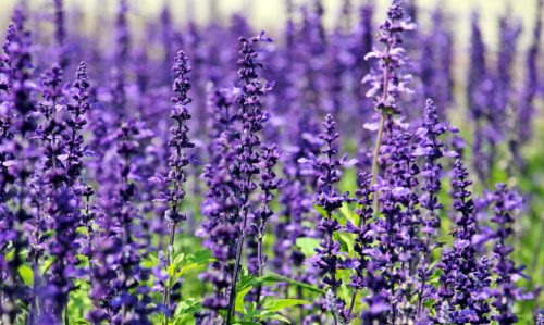 Up close photo of purple lavender