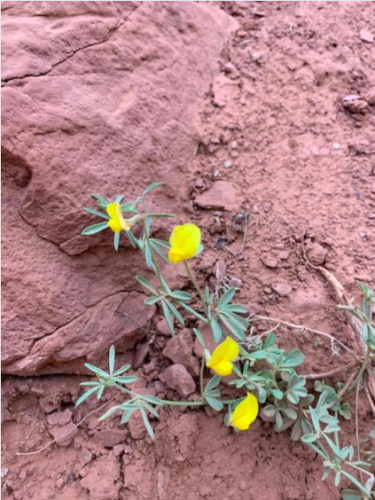 Yellow flowers with green leaves growing on red rock