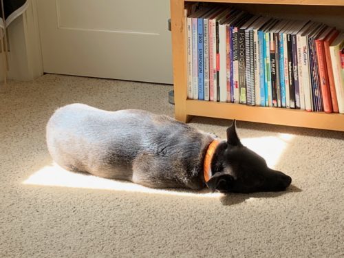Black dog with an orange collar sleeping in the sunlight on a beige carpet in front of a closet and a light wood bookcase