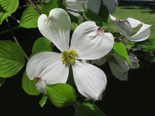 White dogwood with green leaves
