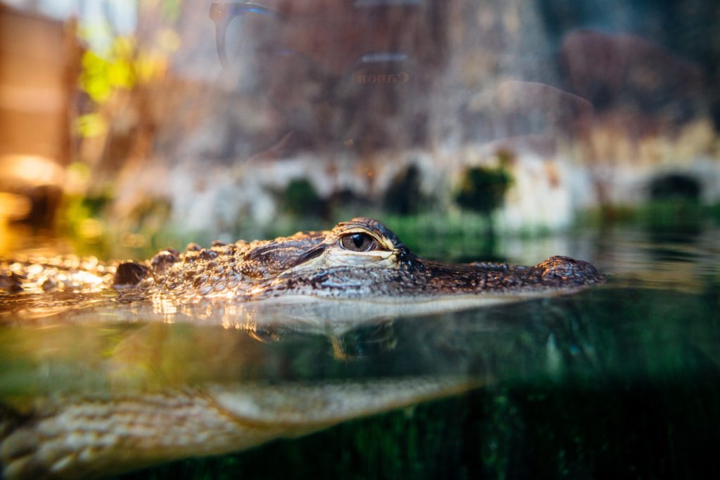 Alligator with only the eye and top of the nose showing above the water. In the clear water, the rest of the jaw and throat are visible