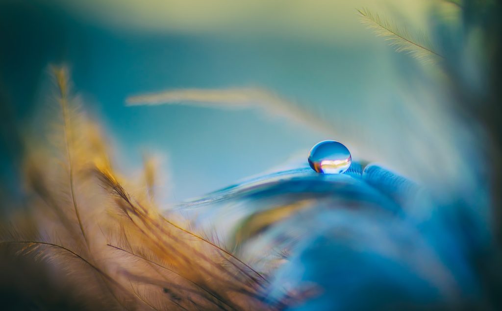 Single drop of water sitting on a blue feather