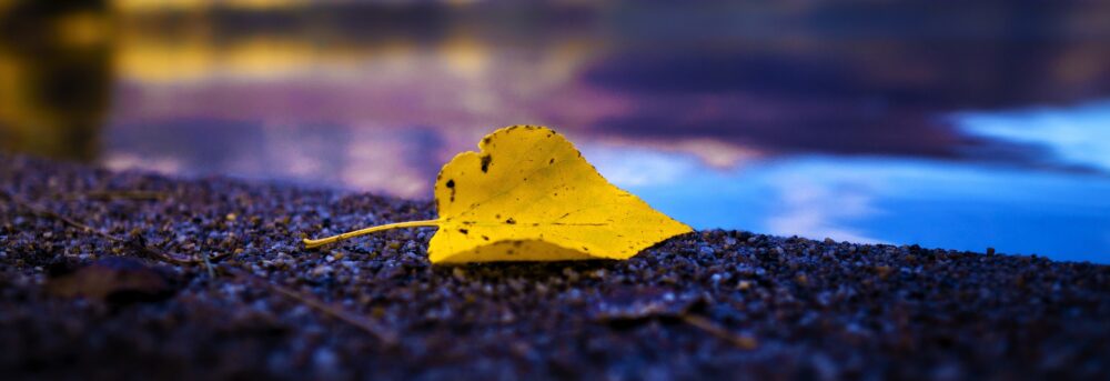 Single yellow leaf on the ground with water behind it and purple reflection in the water