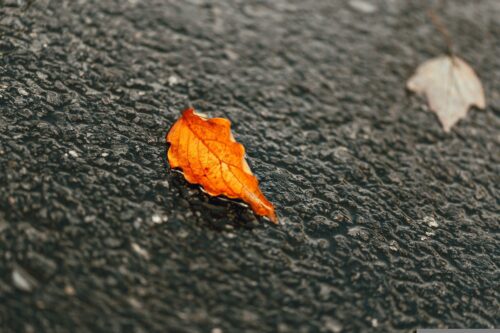 Bright orange fall leaf on the pavement