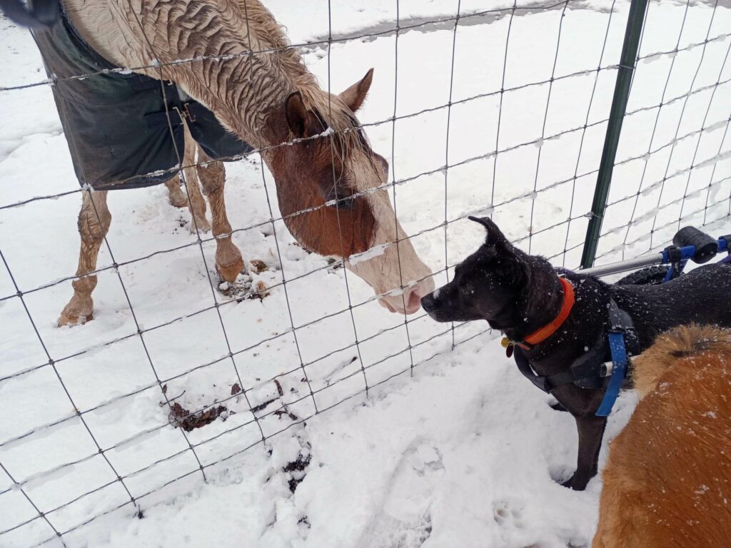 Buster, a black border collie, nose to nose with a brown and white paint horse with a white forehead and muzzle on the other side of a wire fence