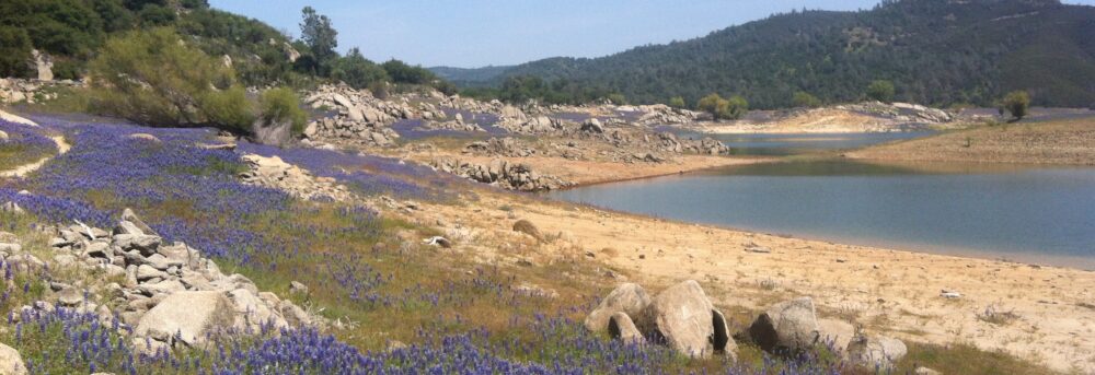 Folsom Lake during the drought. The water level is low in the background. In the foreground, the hills are covered with purple lupine and dotted with evergreen trees