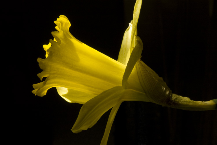 Yellow daffodil